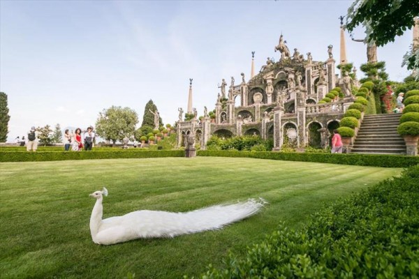 Bílý páv leží na trávníku před monumentální zahradní architekturou s sochami.