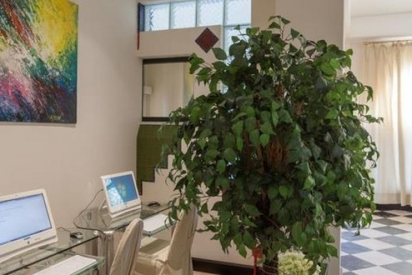 Moderní pracovní prostor s dvěma počítači, obrazem na zdi a velkou zelenou rostlinou.